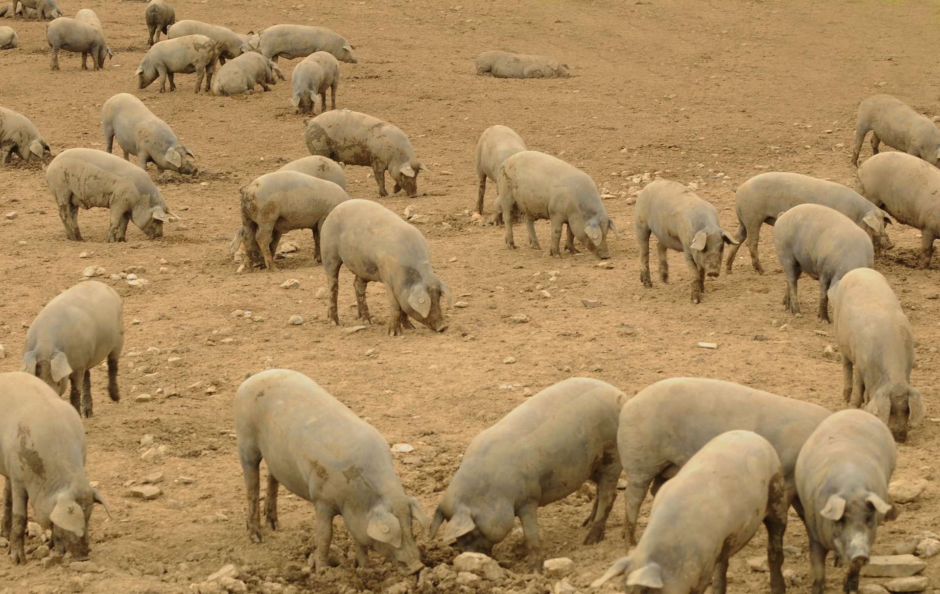 Una piara de cerdos pastando en un campo de tierra