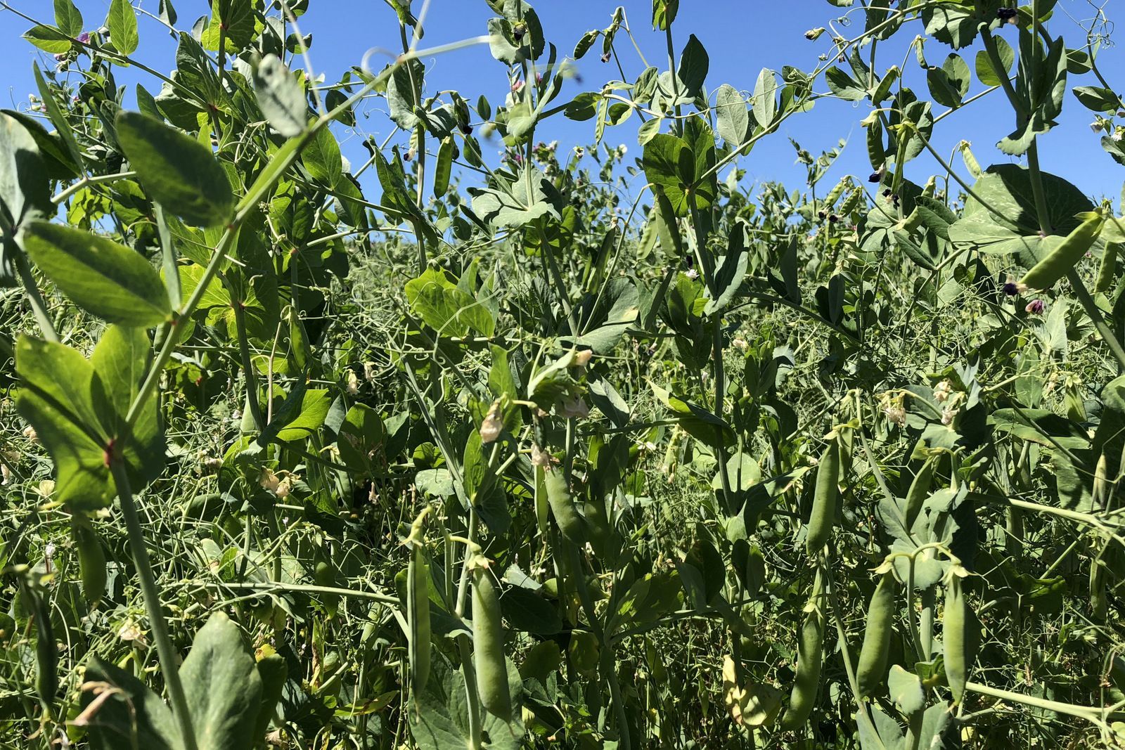 Un campo de guisantes verdes creciendo al sol con un cielo azul de fondo.