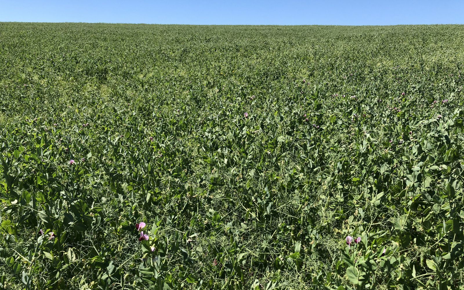 Un campo de plantas verdes con un cielo azul al fondo.