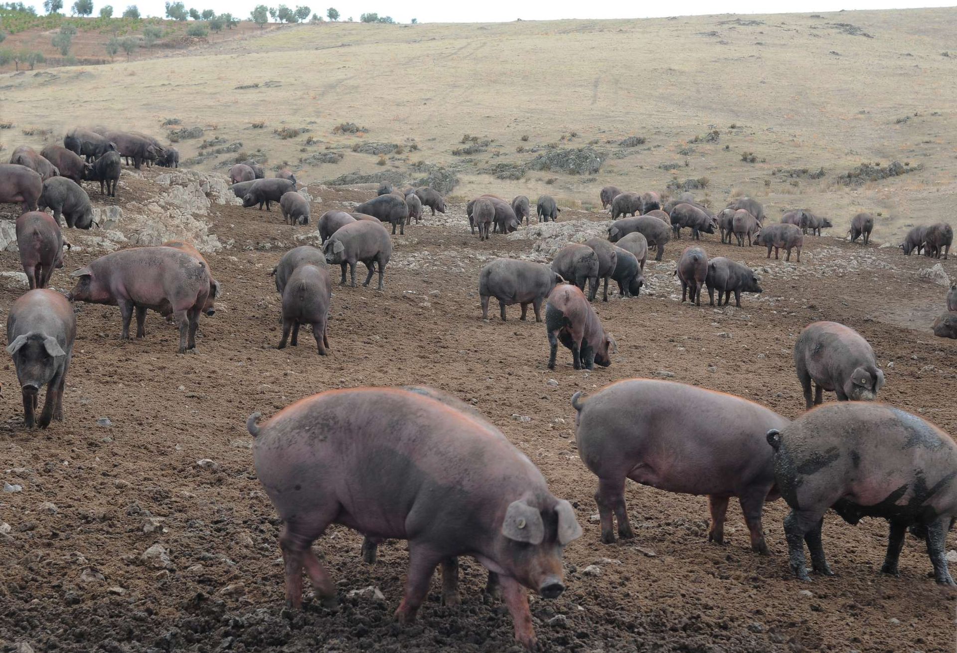 Una piara de cerdos de pie en un campo de tierra