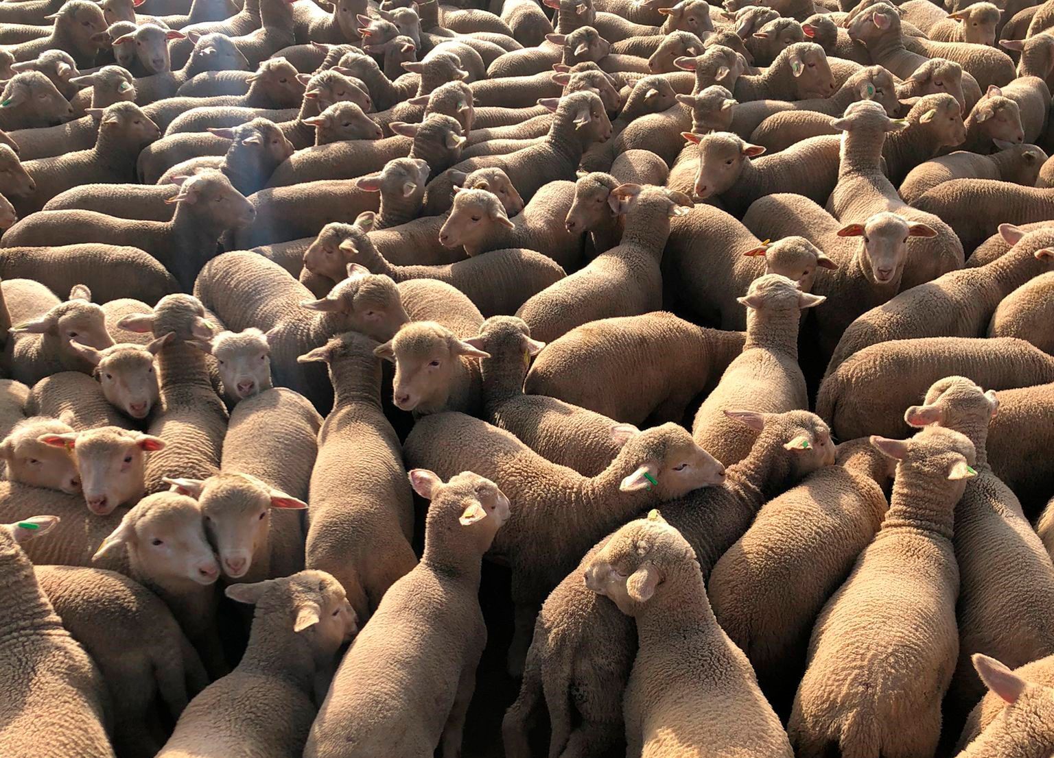 Un gran rebaño de ovejas en un campo