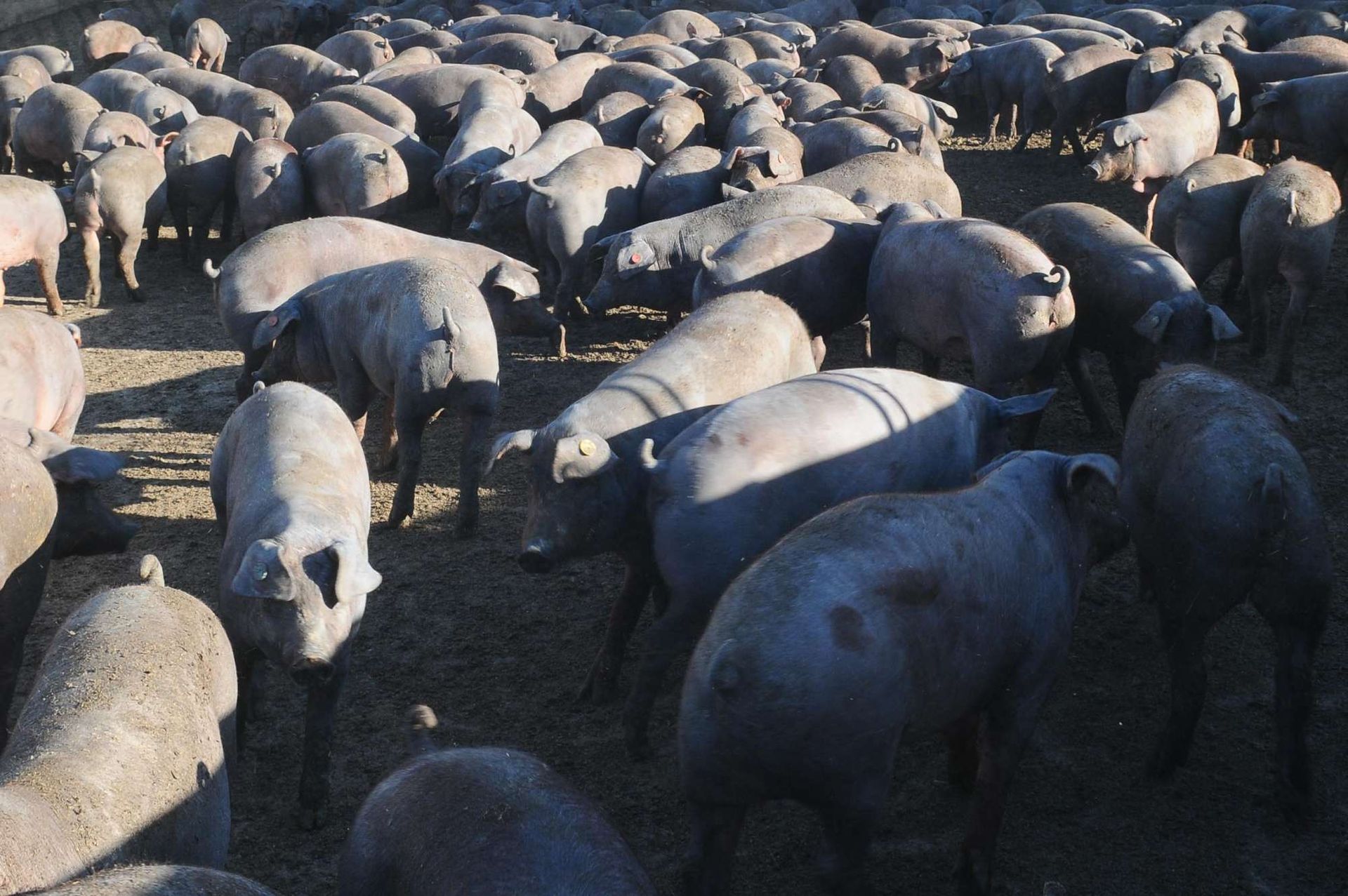 Una piara de cerdos está pastando en un campo