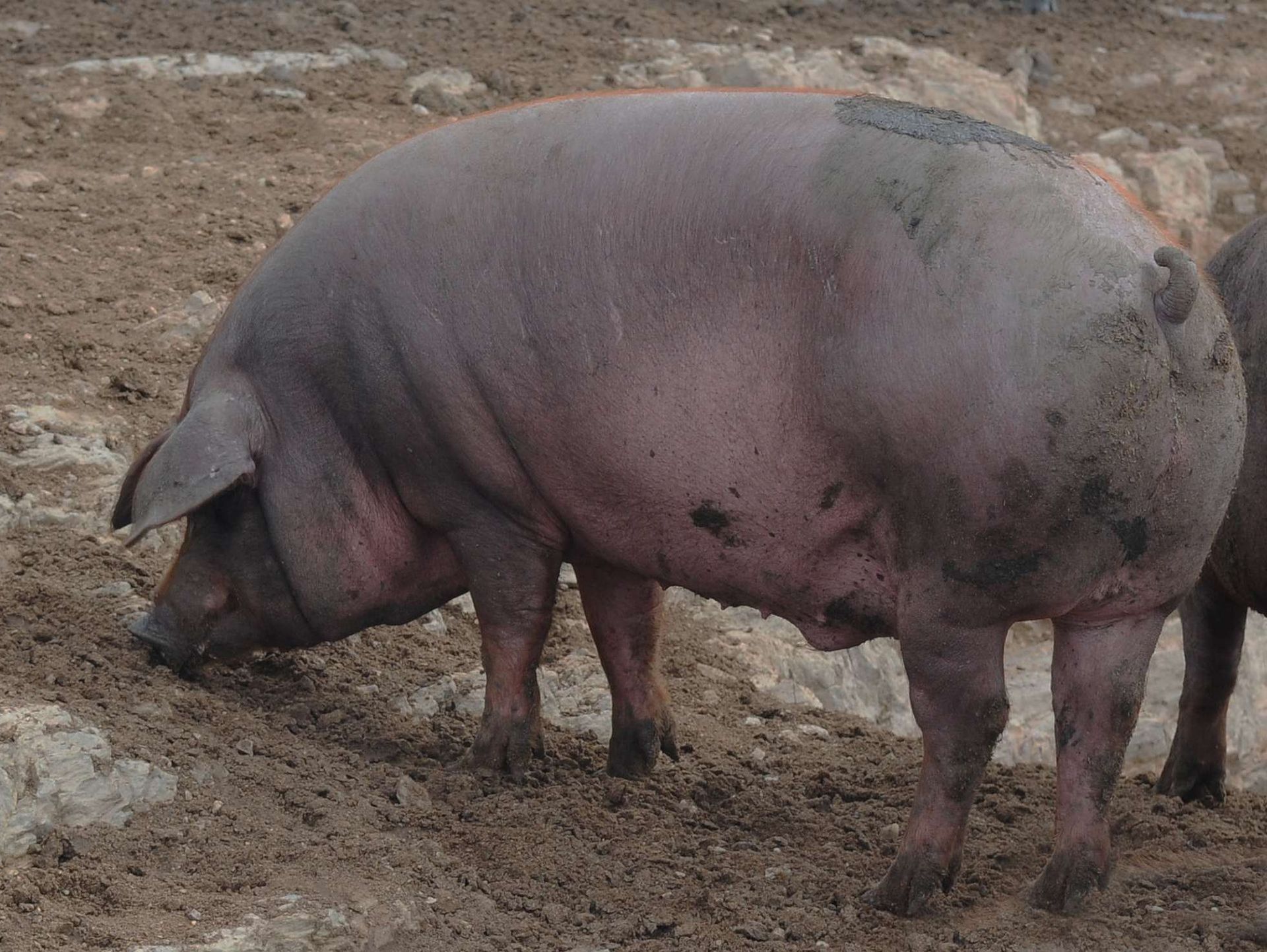 Un cerdo grande está parado en la tierra buscando comida.