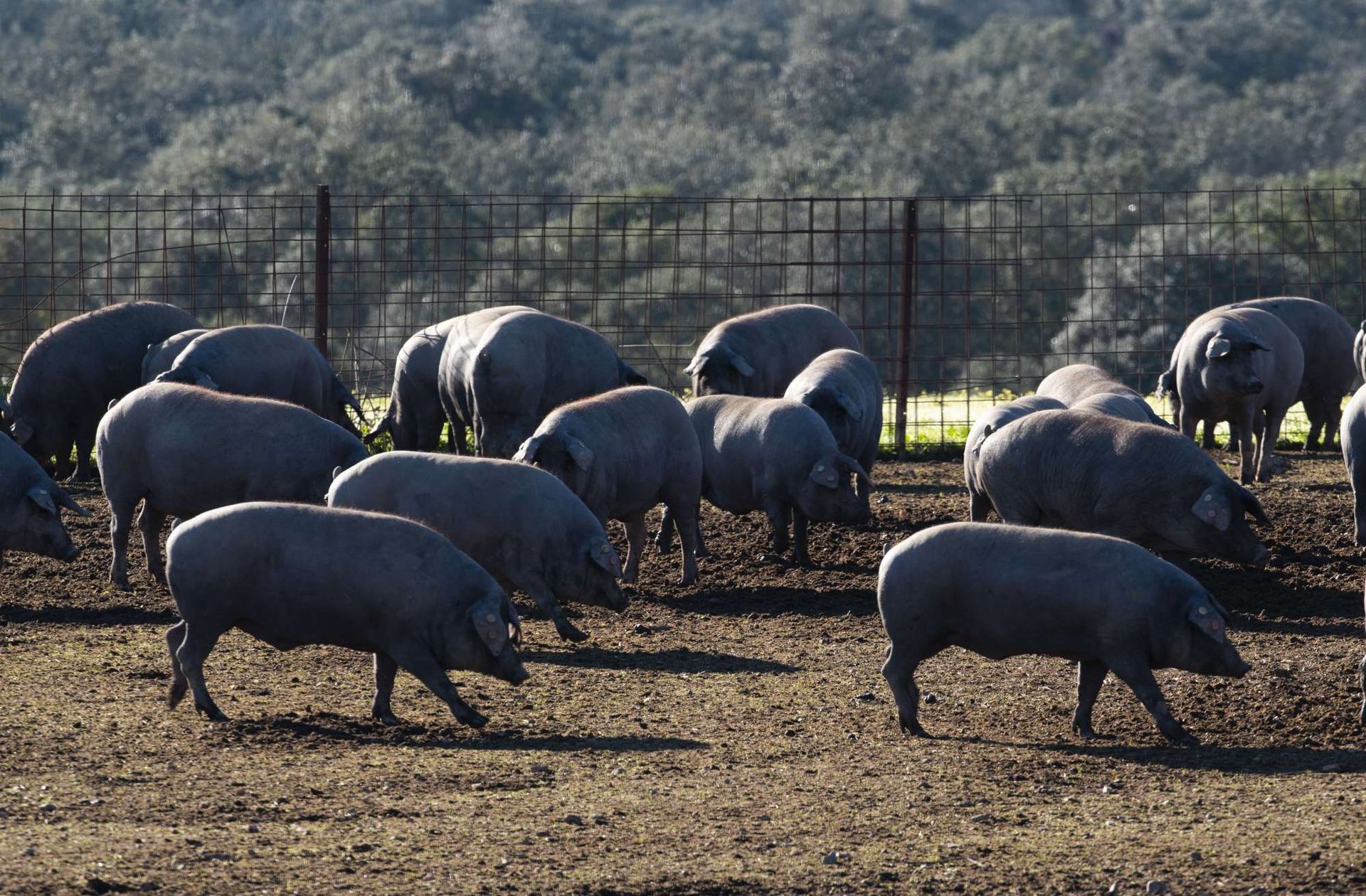 Una piara de cerdos pastando en un campo de tierra