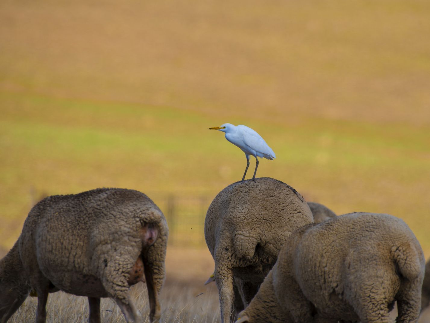 Un pájaro está posado en la espalda de un elefante.