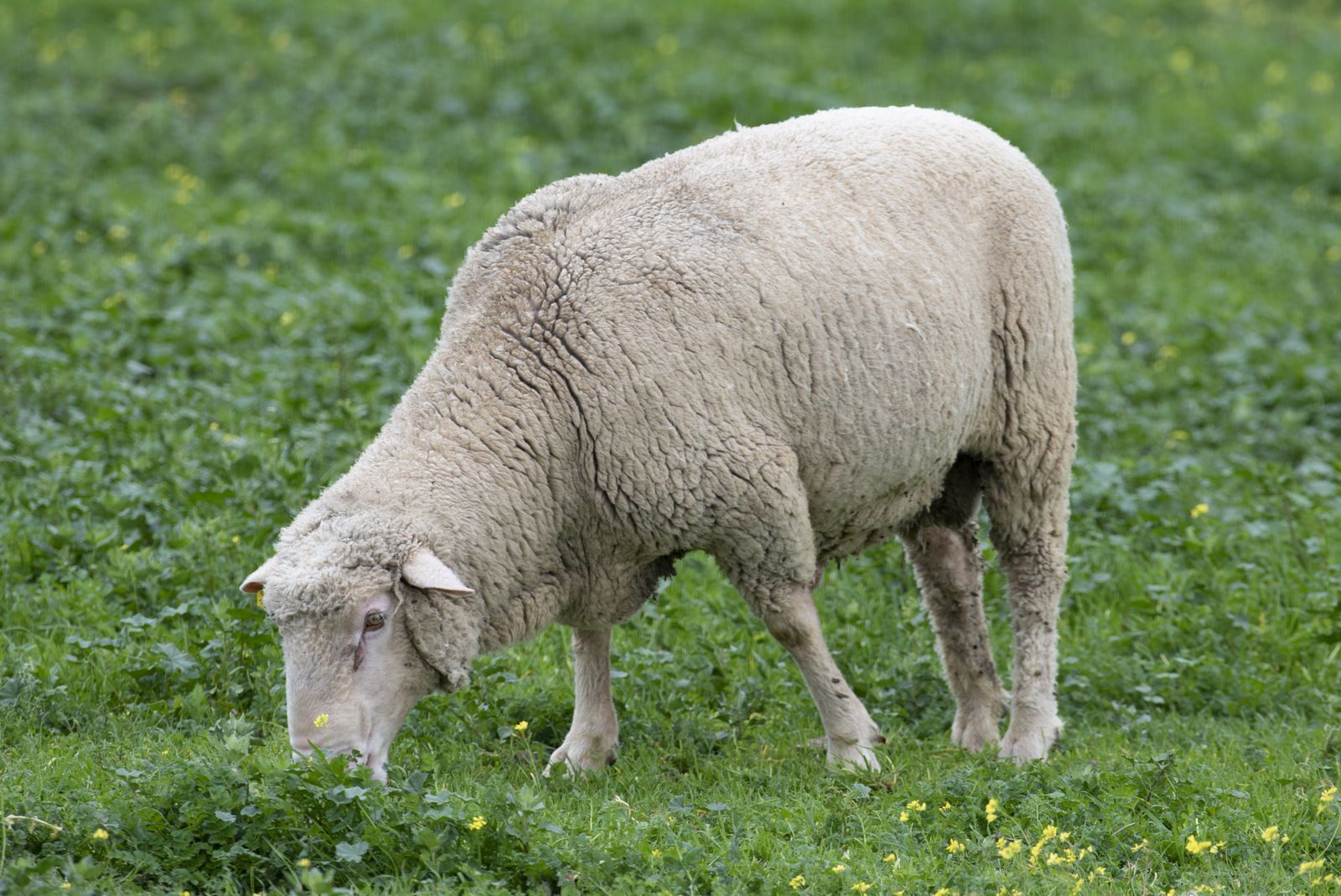 Una oveja está pastando en un campo de hierba.