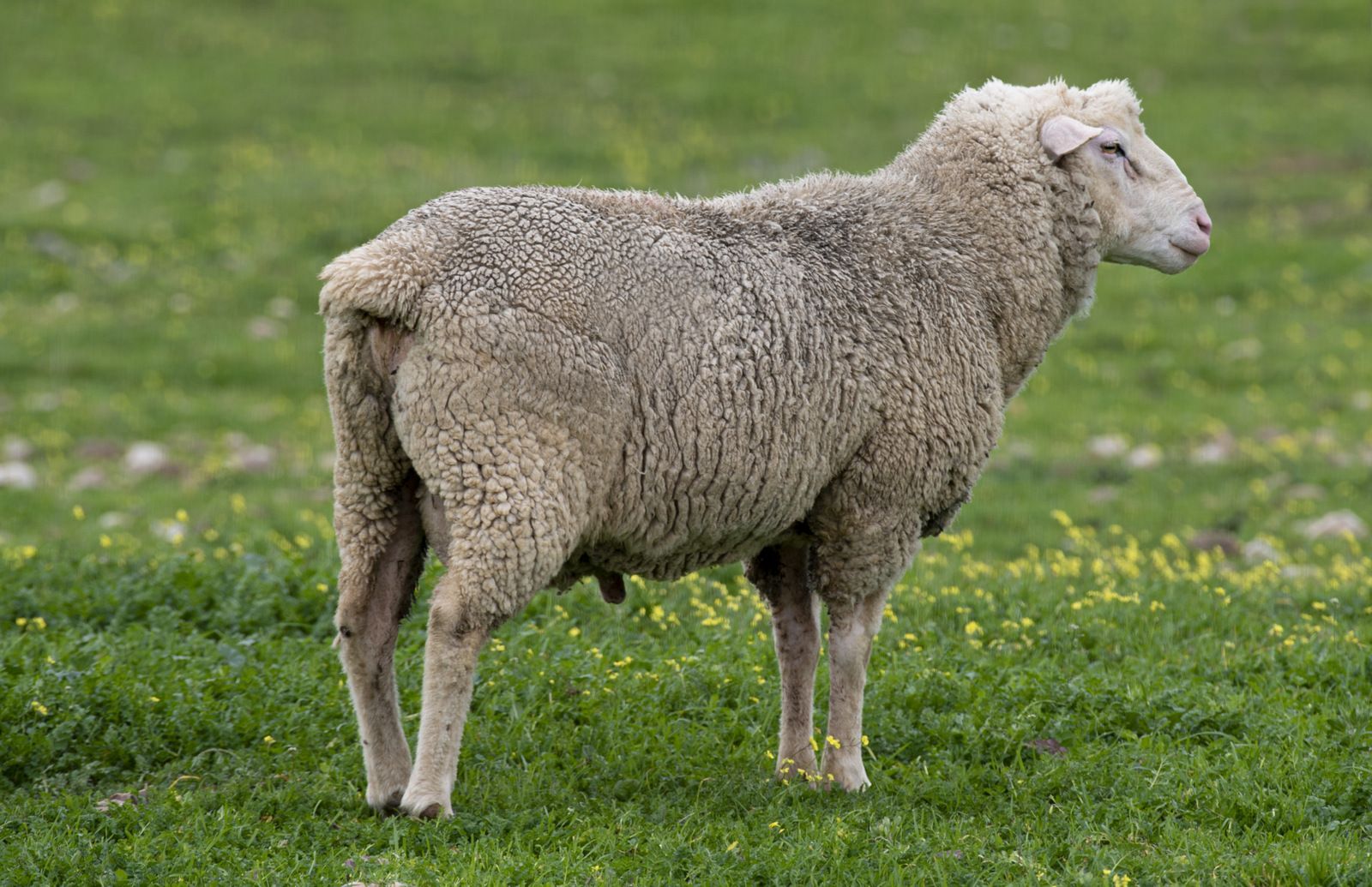 Una oveja está parada en un campo de hierba.