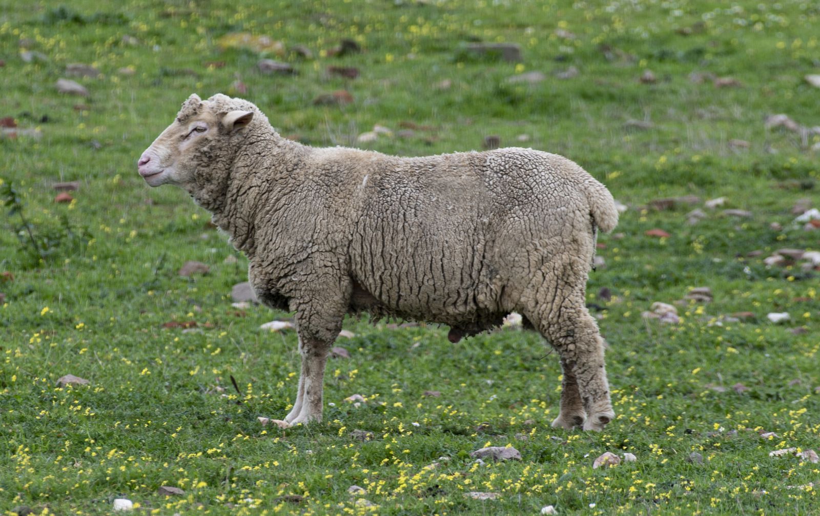Una oveja está parada en un campo de hierba.