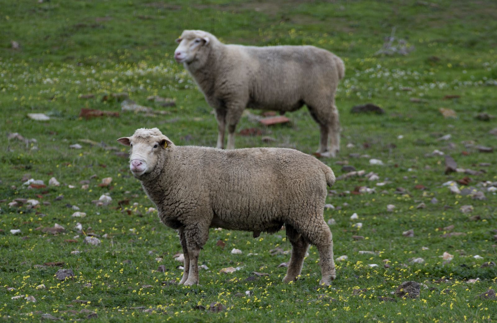 Dos ovejas están paradas en un campo de hierba.