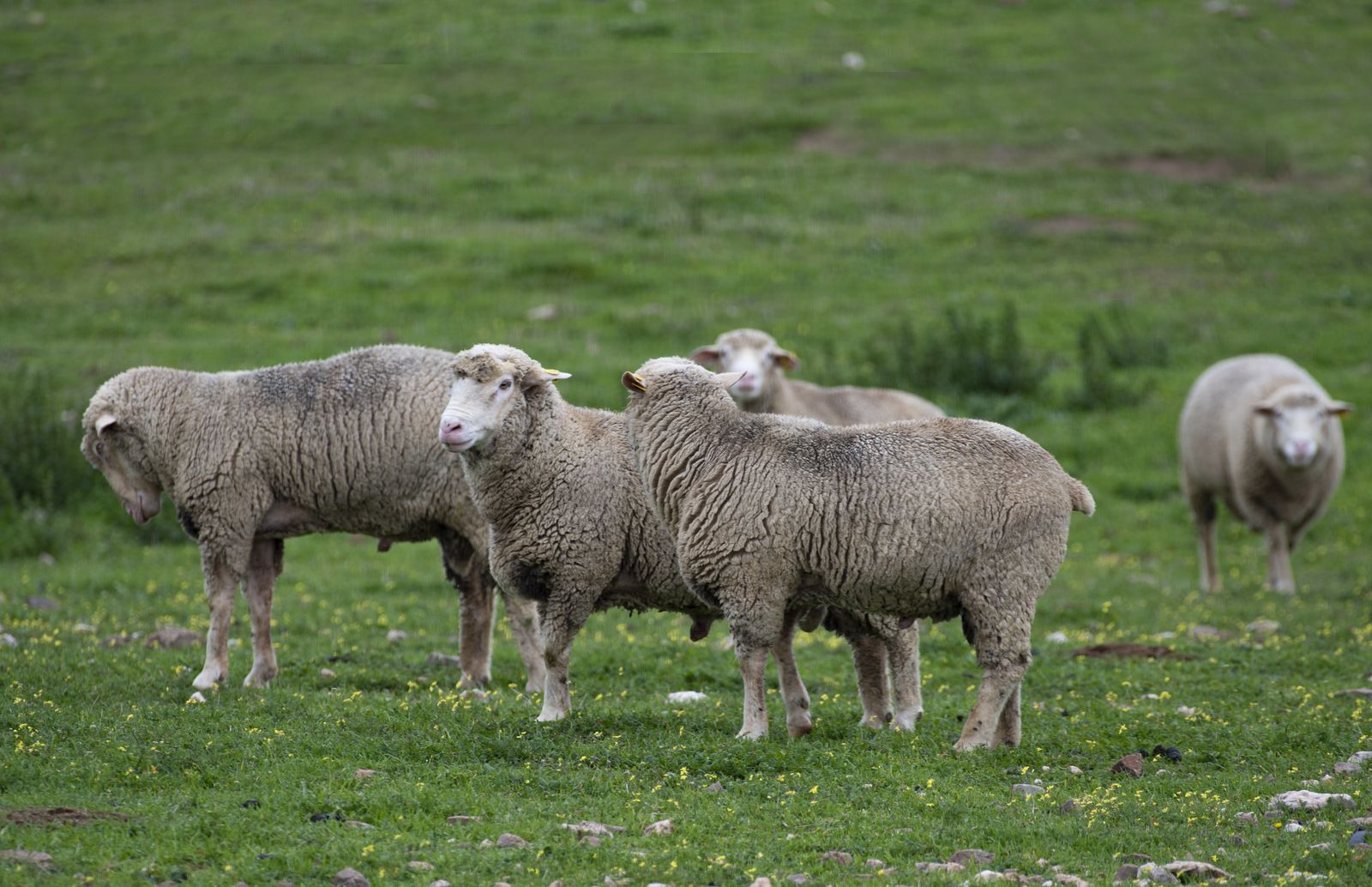 Un rebaño de ovejas en un campo de hierba.