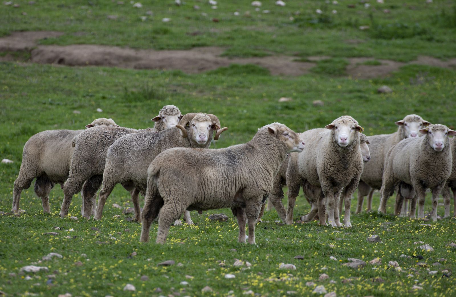 Un rebaño de ovejas en un campo de hierba.