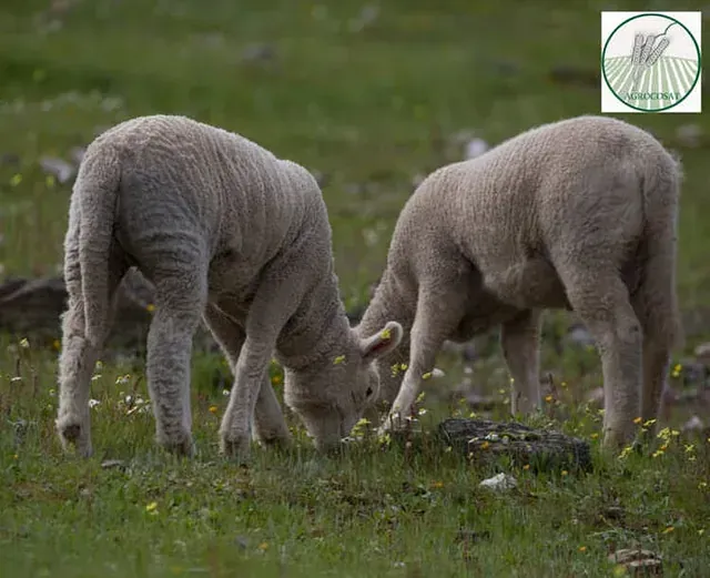 Dos ovejas están pastando en un campo de hierba.