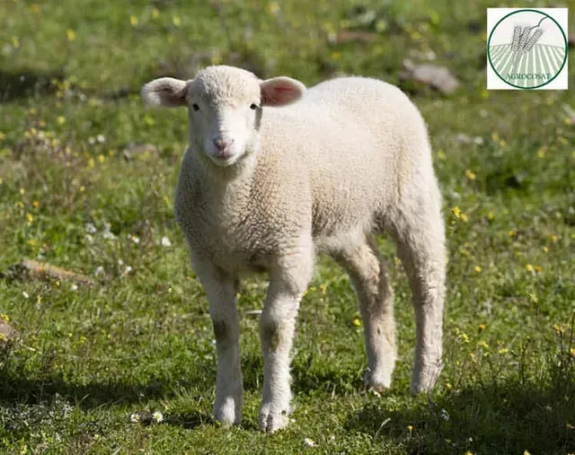 Una cría de oveja está de pie en el césped y mirando a la cámara.