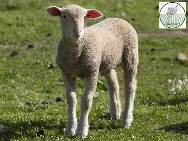 Una cría de oveja está de pie en el césped y mirando a la cámara.