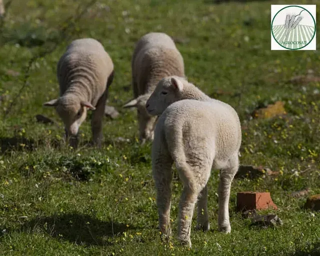 Tres ovejas pastan en un campo de hierba.