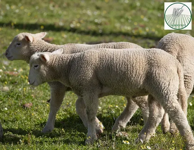 Un rebaño de ovejas en un campo de hierba