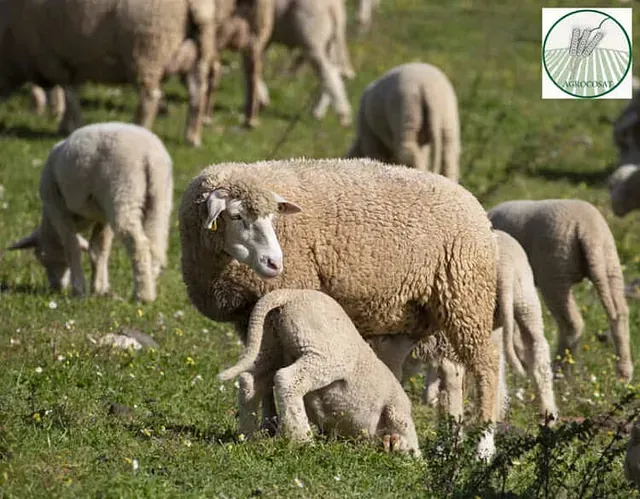 Un rebaño de ovejas pastando en un campo de hierba.