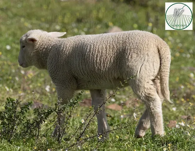 Una oveja está parada en la hierba en un campo.