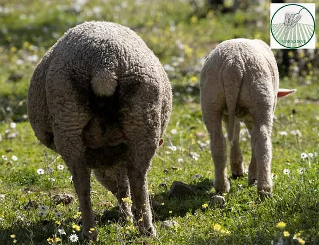 Dos ovejas están paradas una al lado de la otra en un campo de hierba.