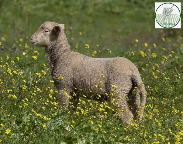 Una oveja está parada en un campo de flores amarillas.