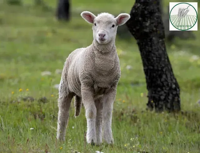 Una cría de oveja está de pie en el pasto al lado de un árbol.