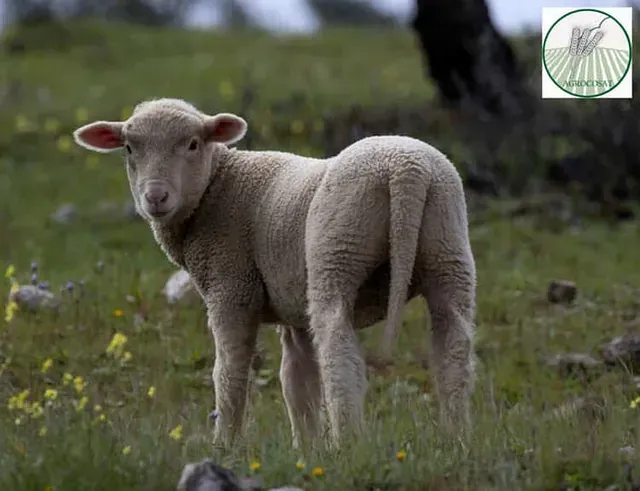Una oveja está parada en un campo de hierba mirando a la cámara.