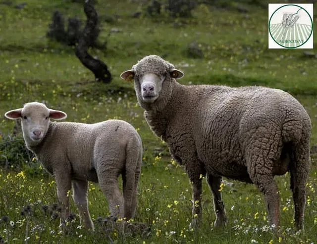 Dos ovejas están paradas una al lado de la otra en un campo de hierba.