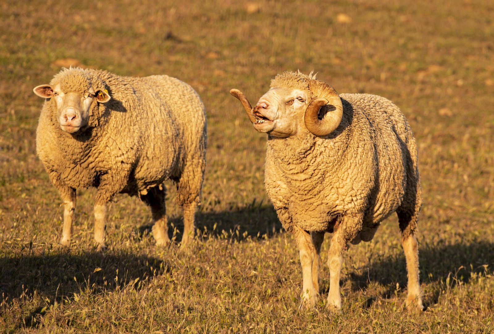 Dos carneros están parados uno al lado del otro en un campo.