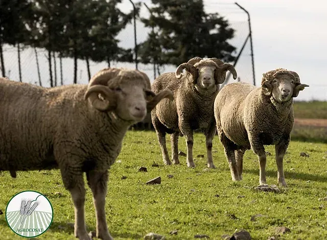 Un rebaño de ovejas con cuernos de pie en un campo de hierba.