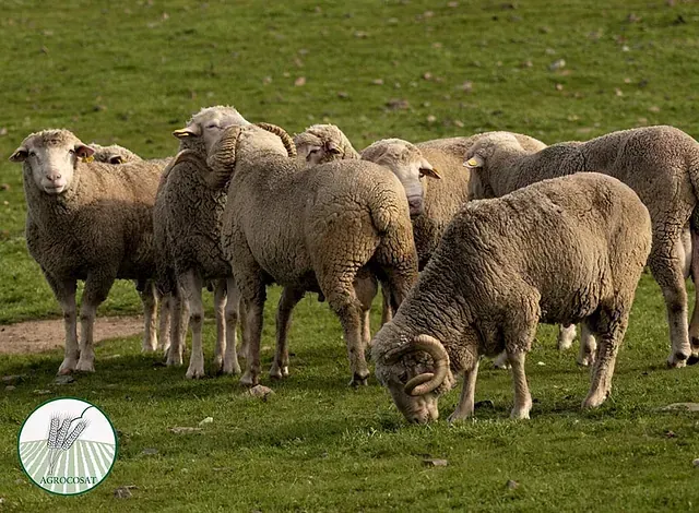 Un rebaño de ovejas pastando en un campo de hierba.
