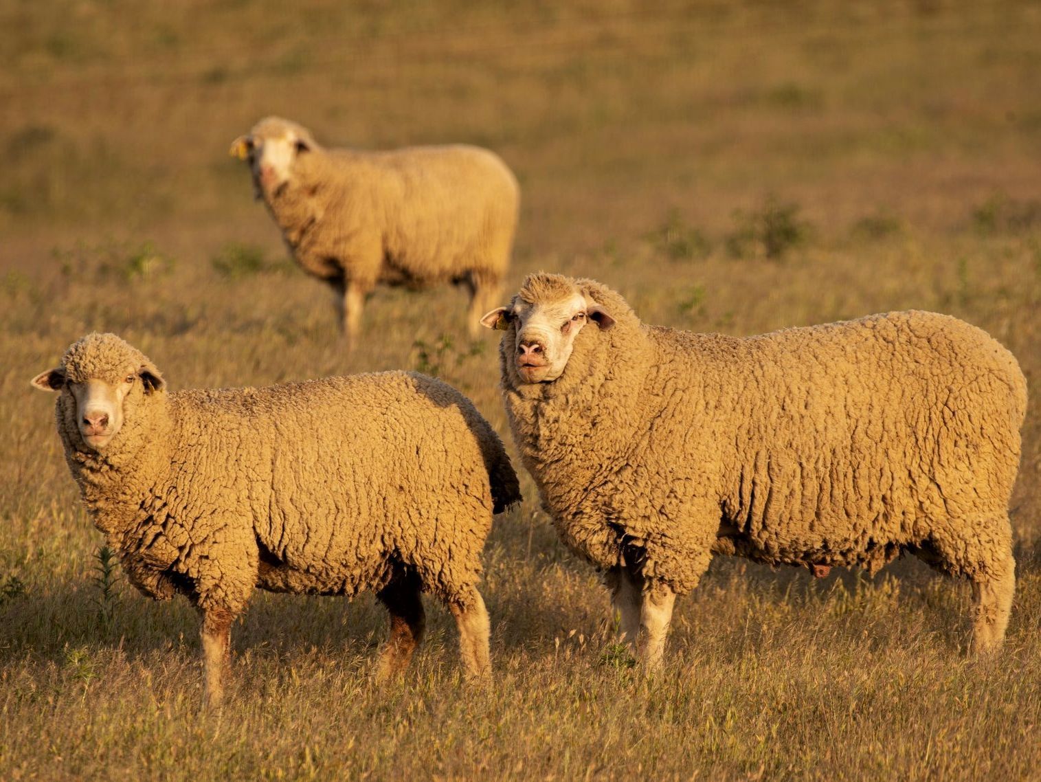 Tres ovejas están paradas en un campo de hierba.
