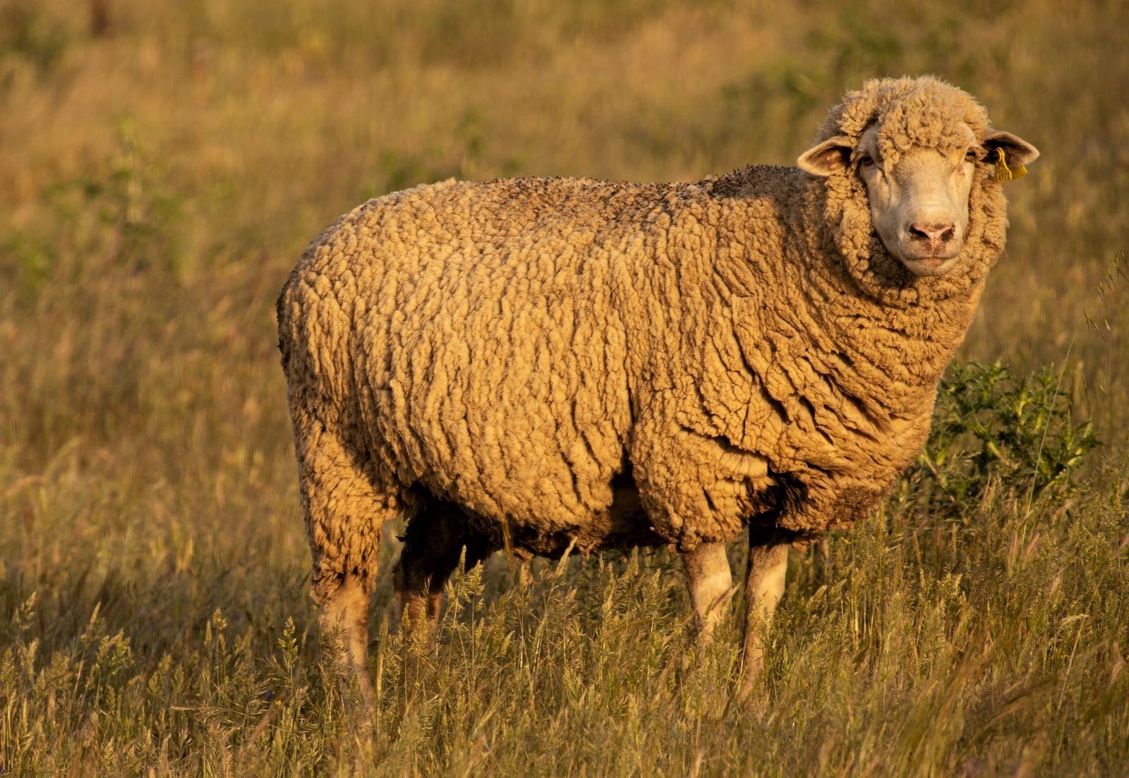 Una oveja está parada en un campo de hierba alta.