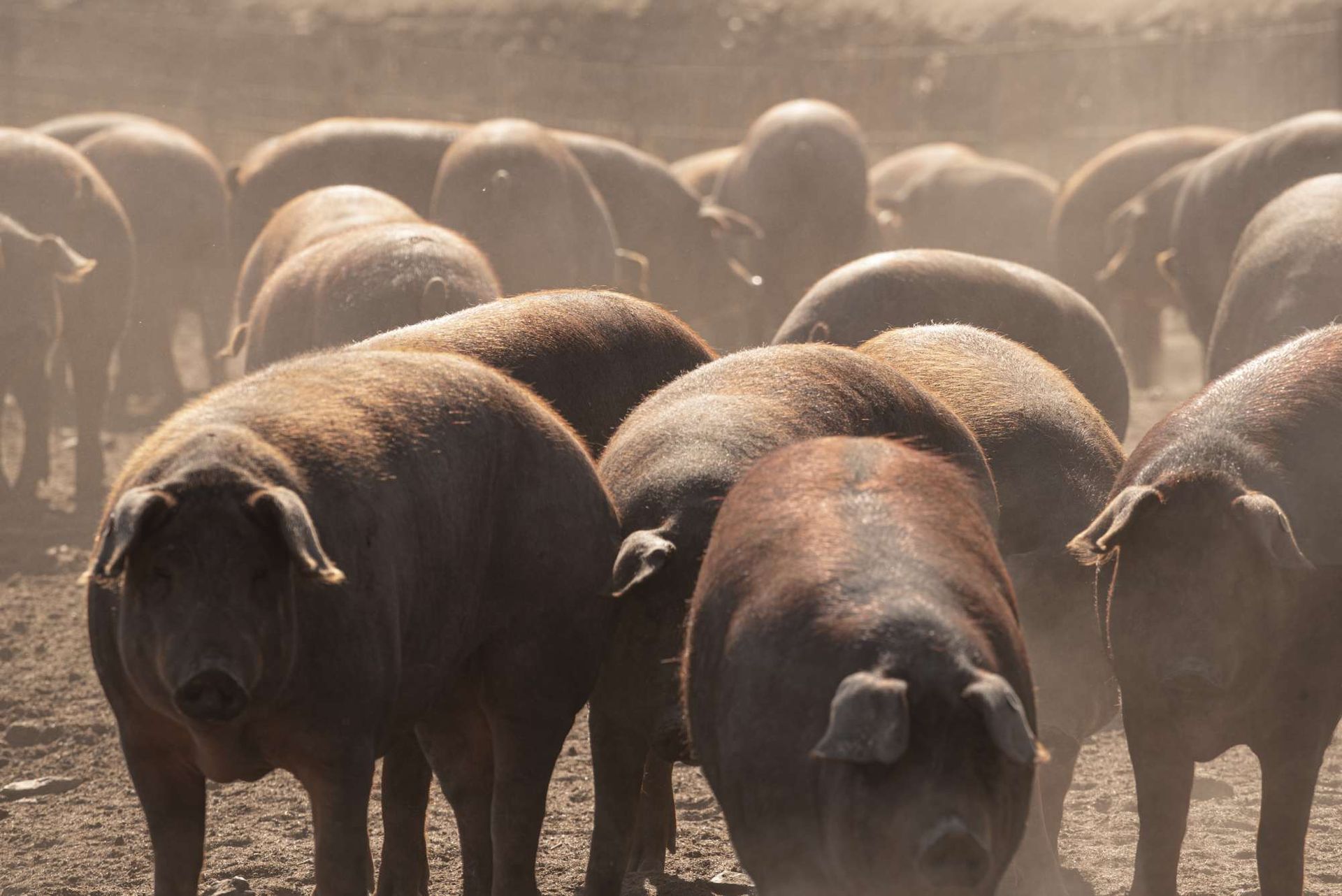 Una piara de cerdos de pie en un campo de tierra