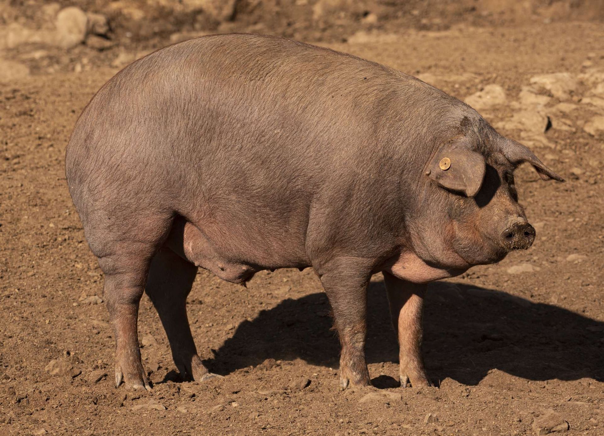 Un cerdo grande parado en un campo de tierra