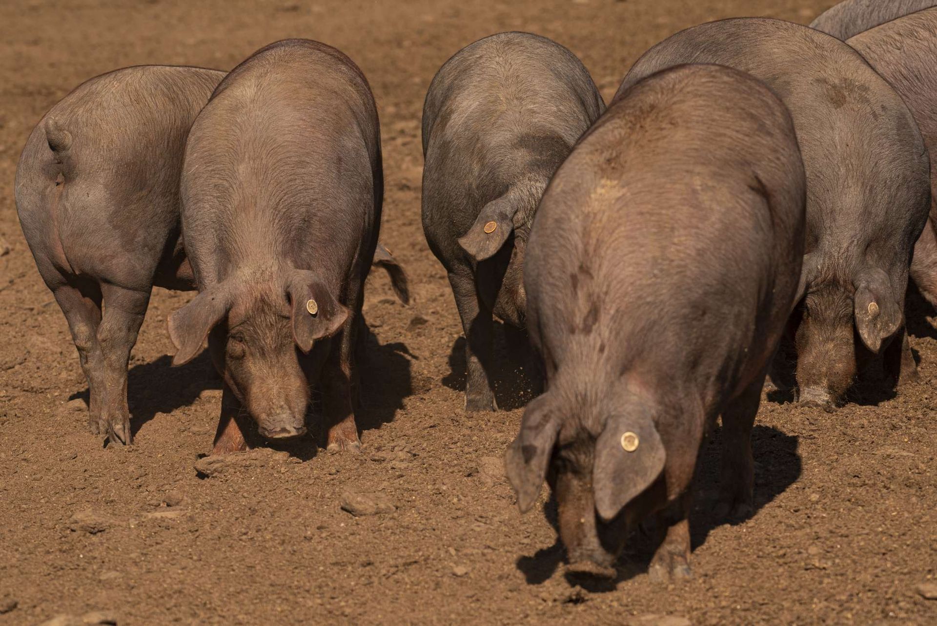 Una piara de cerdos de pie en un campo de tierra