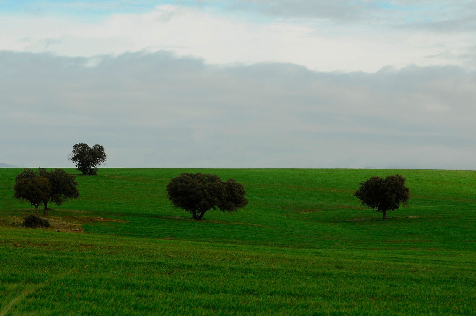 Hay tres árboles en el medio de un campo verde.