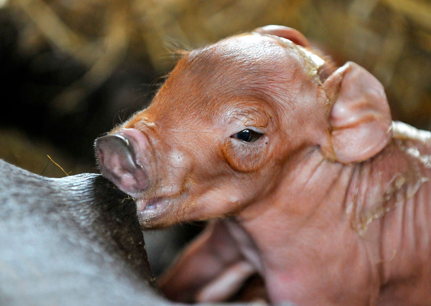 Un cerdito está bebiendo leche del pecho de su madre.