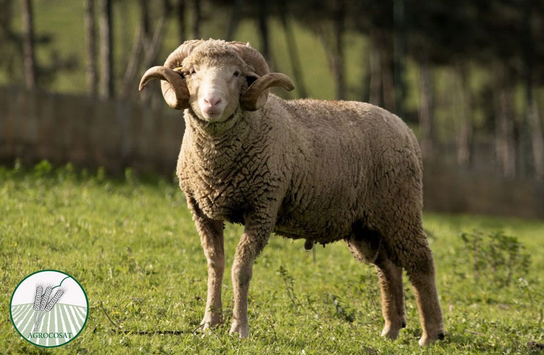 Un carnero con cuernos está parado en un campo de hierba.