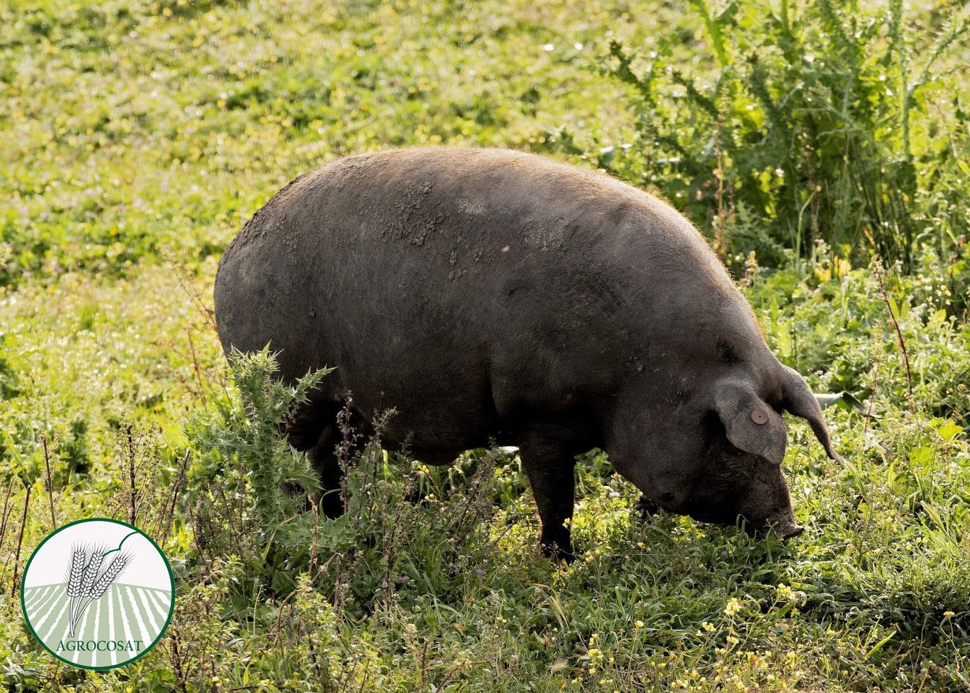 Un cerdo negro grande está comiendo hierba en un campo.