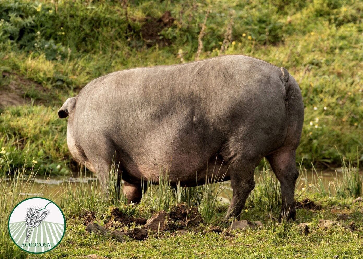 Un cerdo grande está parado en un campo de hierba.
