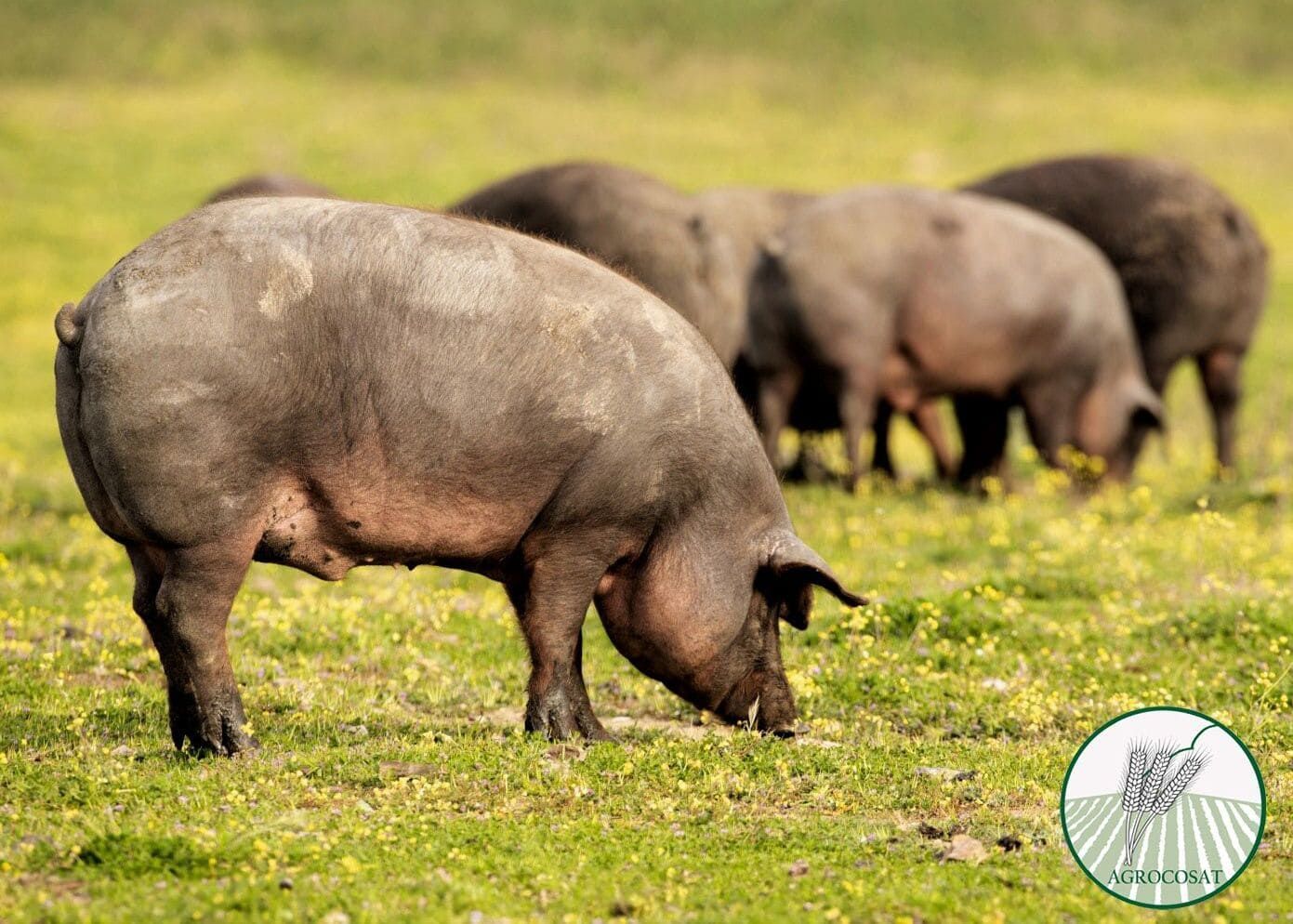 Una piara de cerdos está pastando en un campo de hierba.