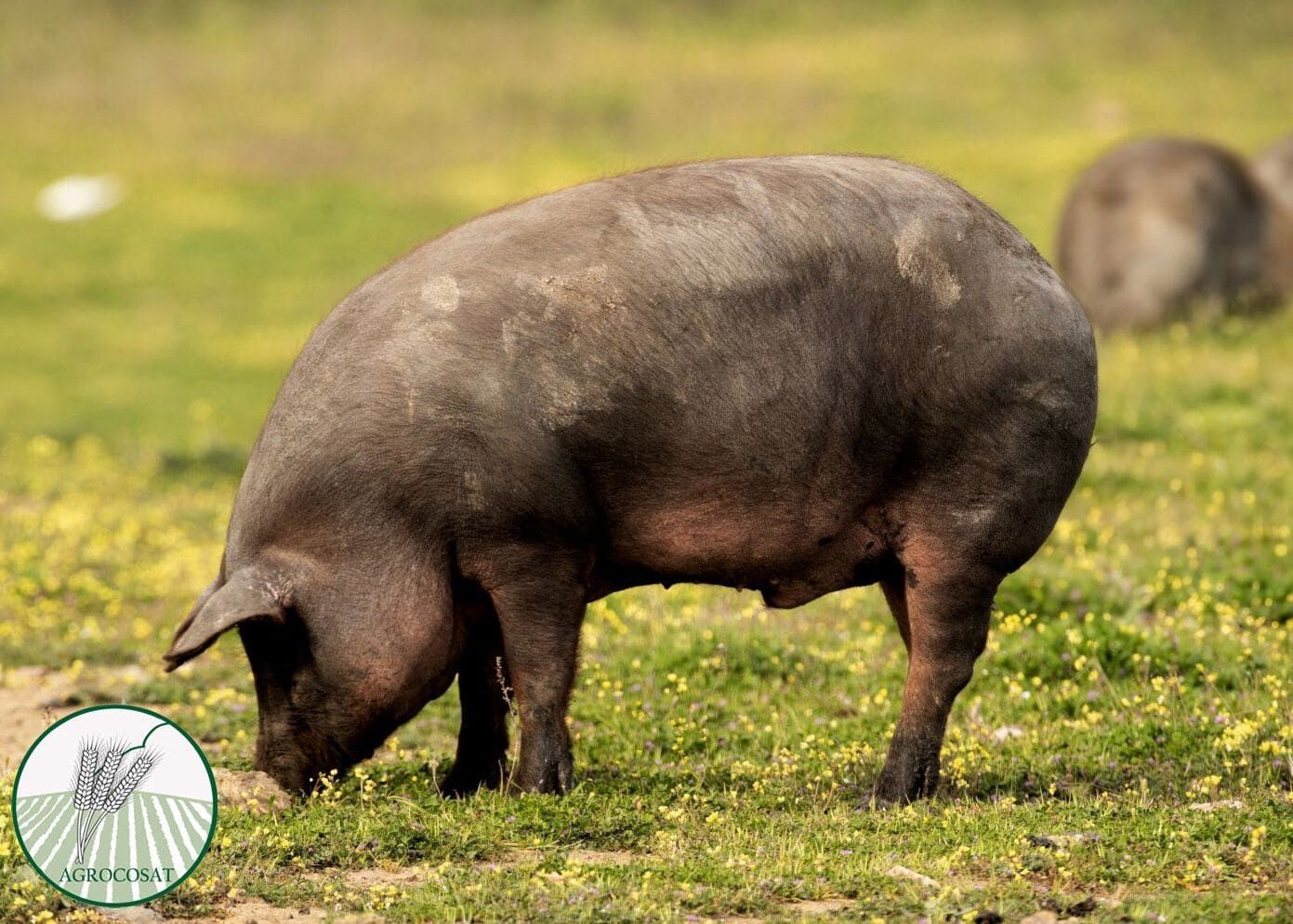 Un cerdo está comiendo hierba en un campo.