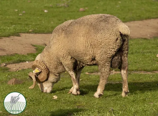 Una oveja con cuernos está pastando en un campo de hierba.