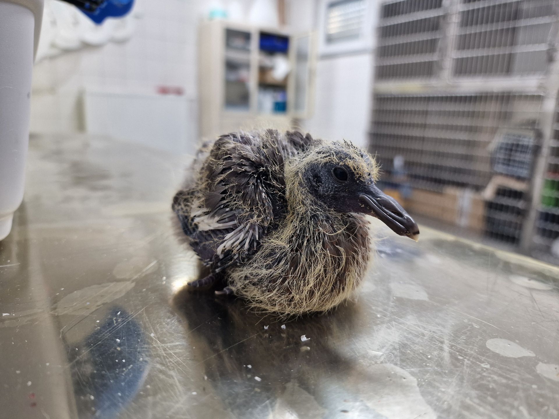 Babytaube beim Tierarzt