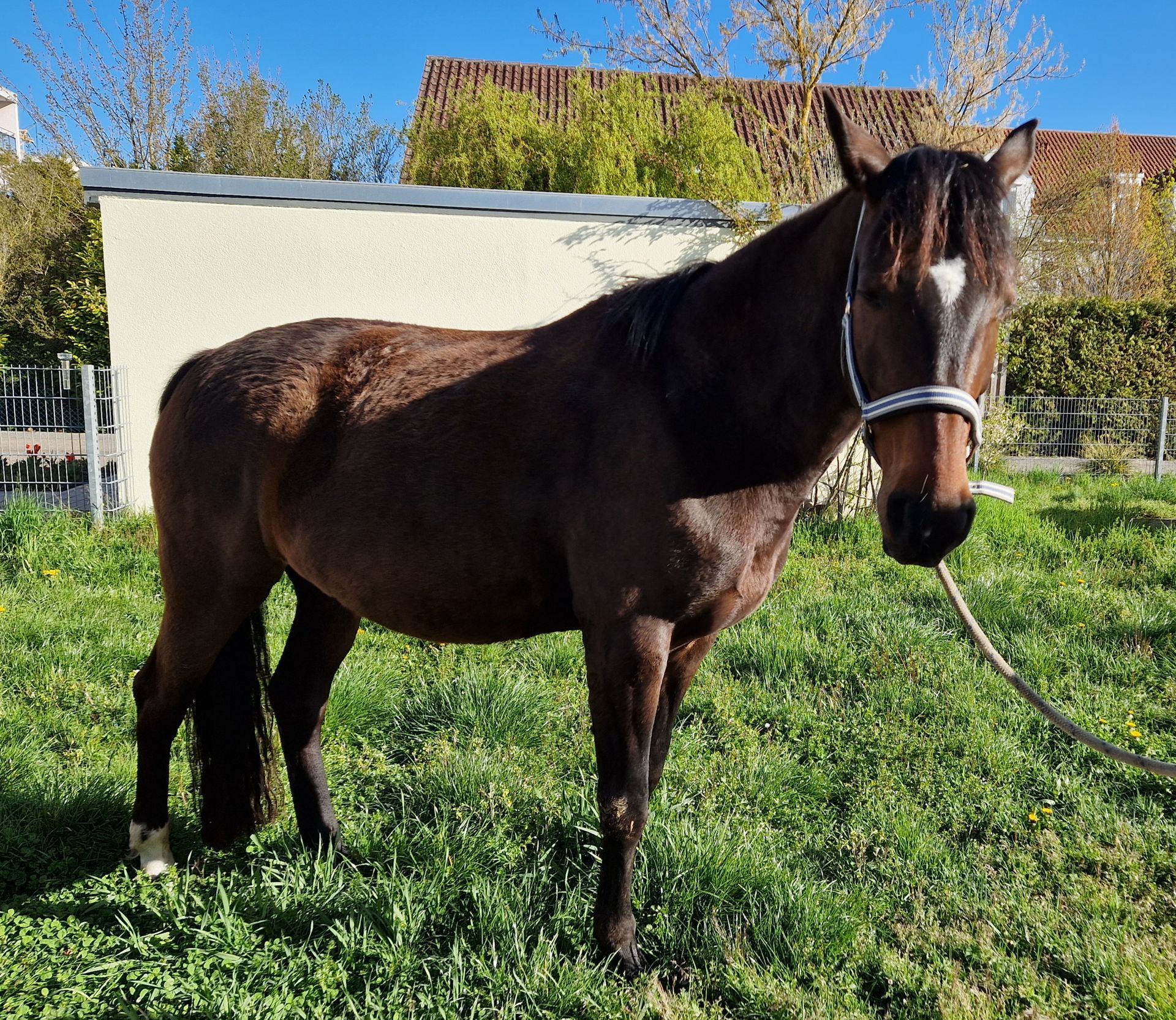 Braunes Pferd auf Weide