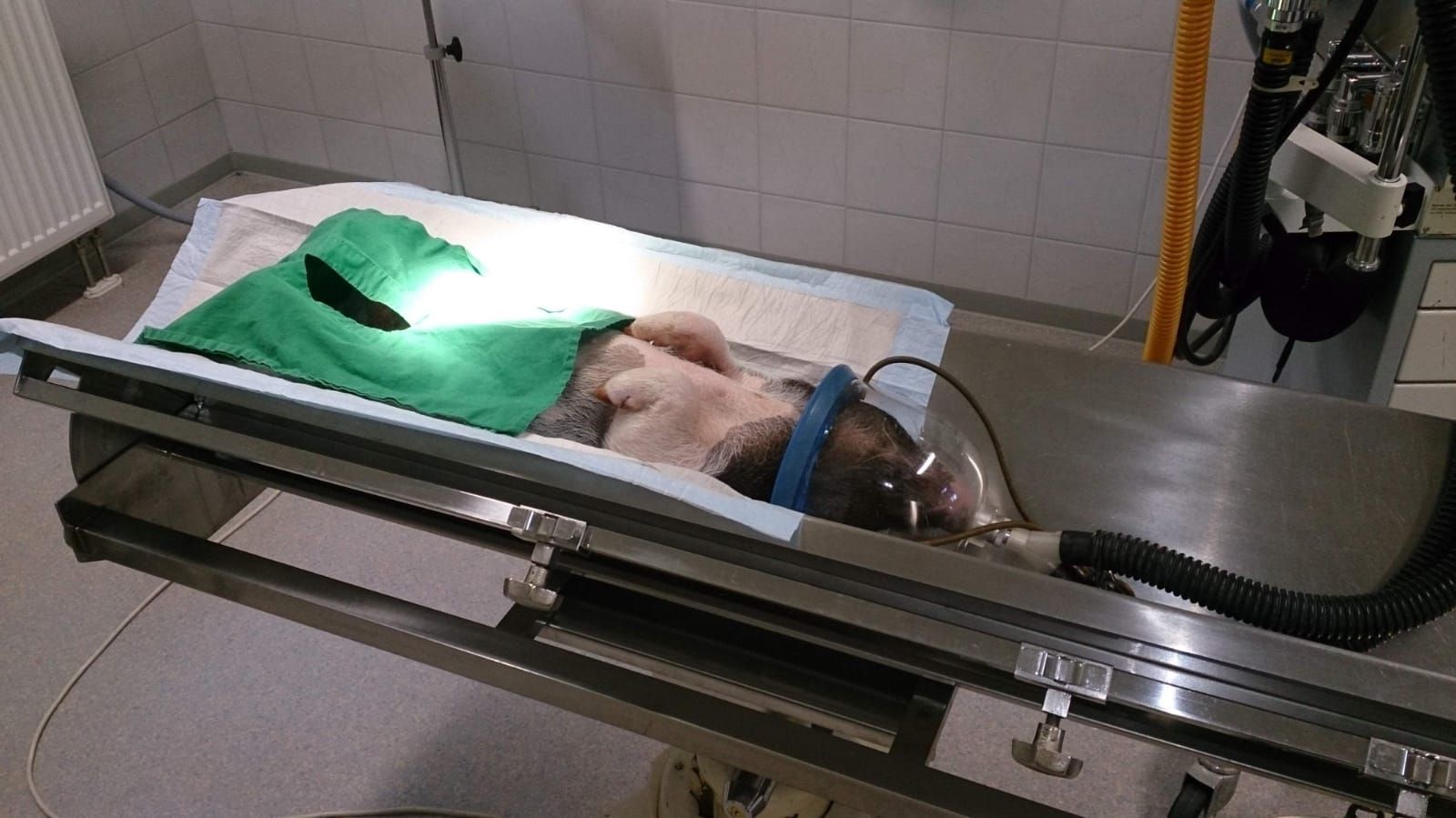 Schwein im OP