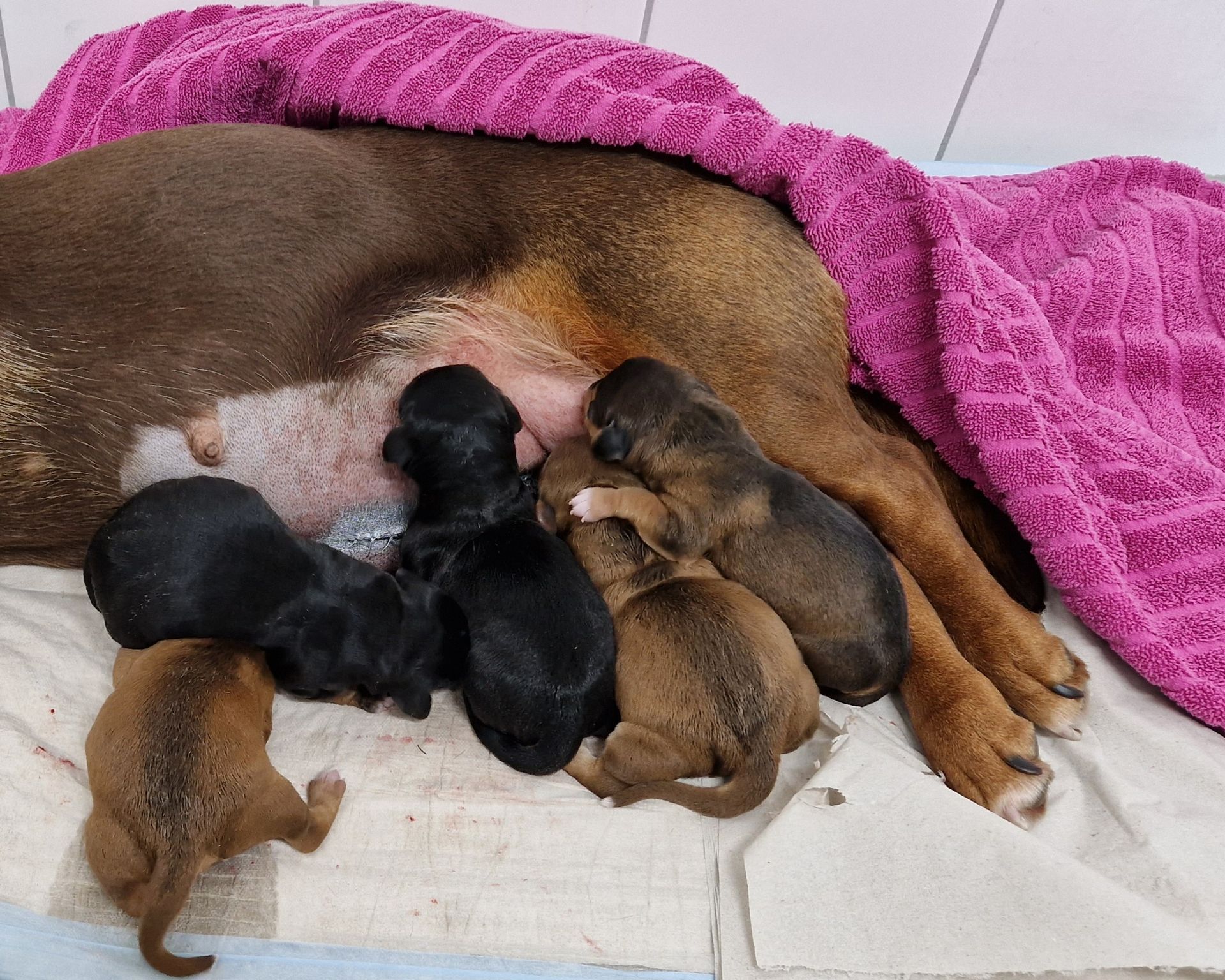 Hündin mit jungen Welpen