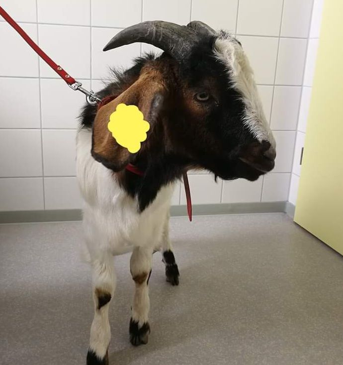 Ziege in der Tierarztpraxis