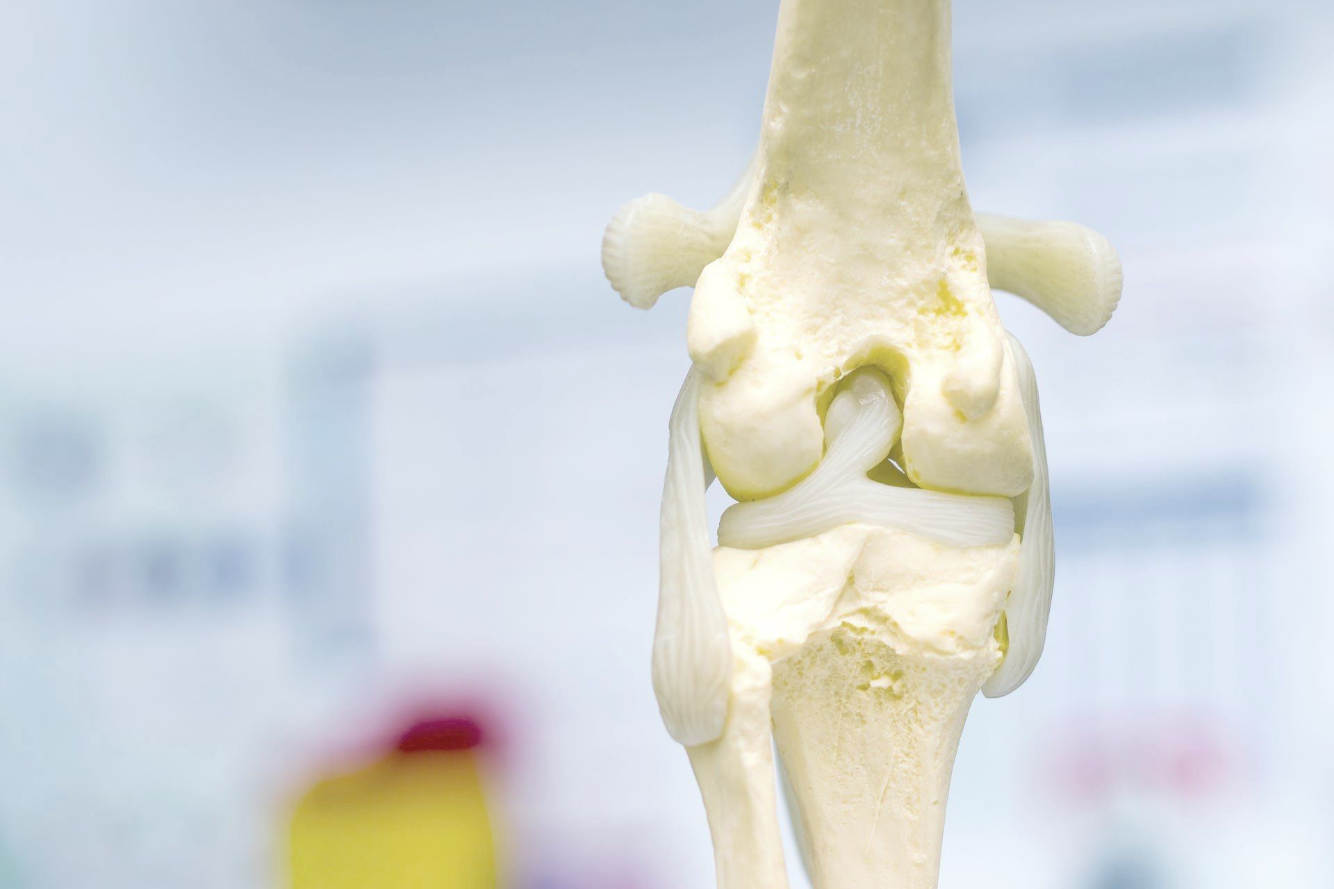Eine Nahaufnahme eines Modells eines Kniegelenks.