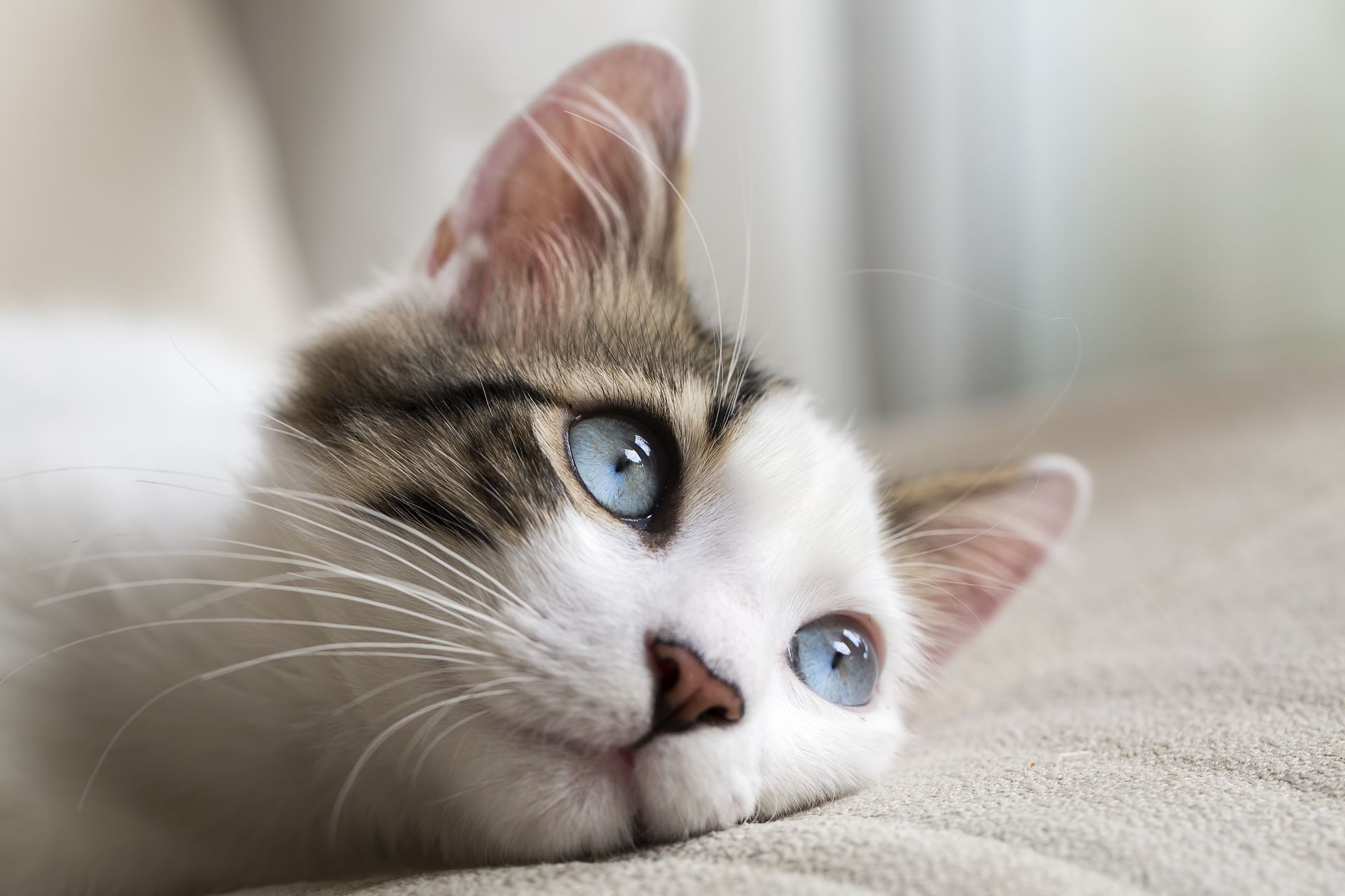 Eine Nahaufnahme einer Katze mit blauen Augen, die auf einem Sofa liegt.